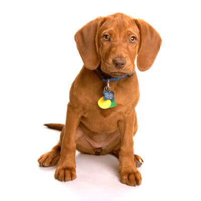Brown Dog with collar
