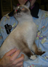 Siamese Cat Siamese Cat