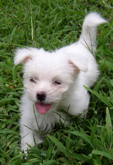 White Puppy