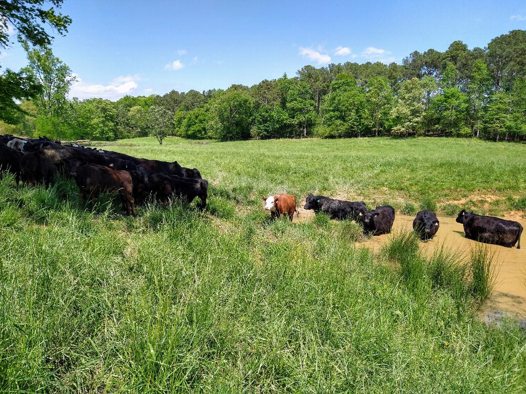 April 2020 Murray County Cattle